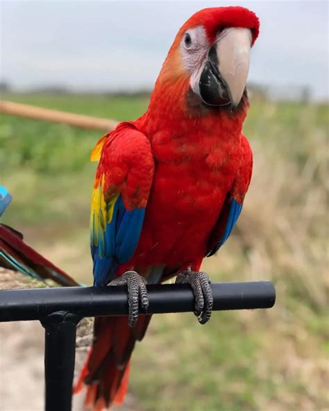 The Enchanting Scarlet Macaw: Beauty and Brilliance in Flight | WorldWeet