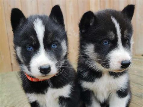 Chiots Husky Sib Rien Vendre Petite Annonce Chien