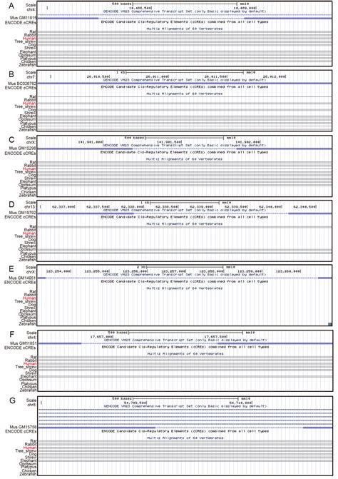 Sirnas Targeting Mouse Specific Lncrna Aa388235 Induce Human Tumor Cell