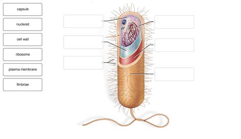 Solved Label The Structures Of The Prokaryotic Cell In The Chegg