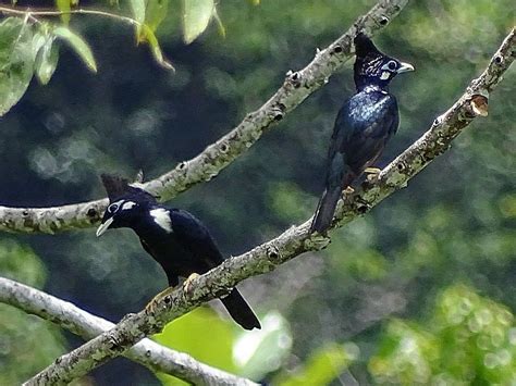 Long Crested Myna Ebird