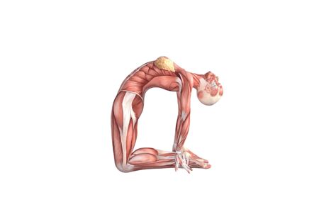 Yoga Anatomy: Camel Pose (Ustrasana) | Om Yoga Magazine