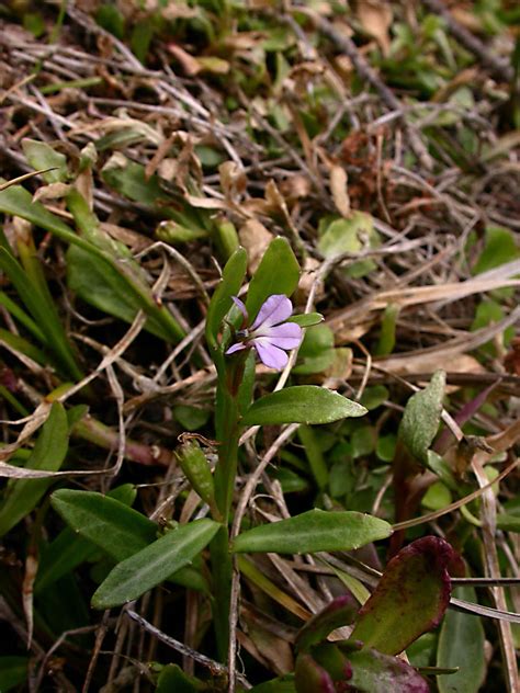 Lobelia Anceps Campanulaceae Image At Phytoimages Siu Edu