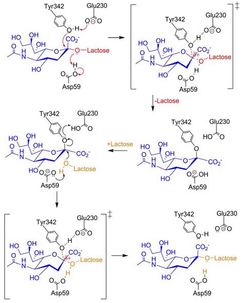 Modulation Of Catalytic Function By Differential Plasticity Of The