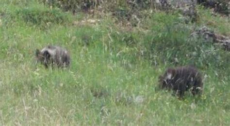 Avvistati I Cuccioli Dell Orsa Amarena Ma Fallisce Il Primo Tentativo