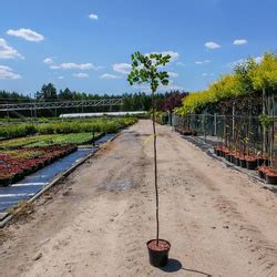 Robinia Akacjowa Akacja Fioletowa Szczepiona Na Pniu Miododajna