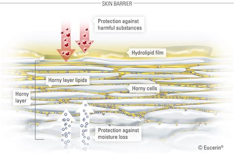 How Skins Protective Barrier Impacts Our Health Eucerin