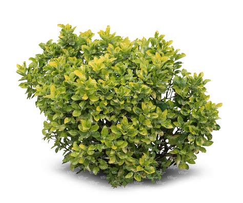 Cut Out Small Light Green Bush Vishopper