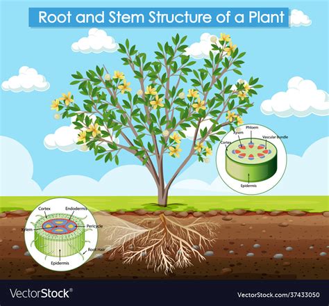 diagram showing root  stem structure  plant vector image