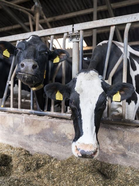 Las Vacas Manchadas Blancos Y Negros De Holstein Alimentan El Granero