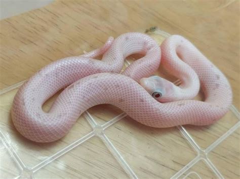 Hypo Cinder Palmetto Cornsnake Ians Vivarium