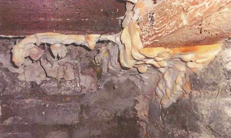 Wet Rot Vs Dry Rot What S The Difference And How To Treat Them