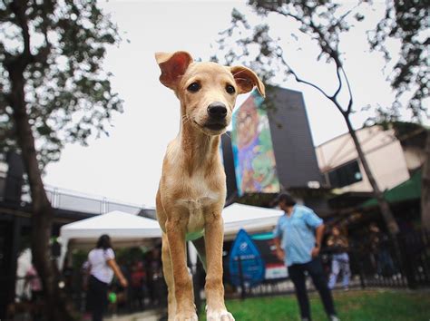 Jornada De Adopciones Se Realizar En Plaza Guayarte Alcald A De