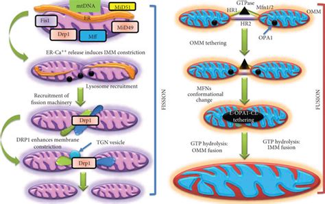 Mitochondrial Fission And Fusion Mitochondria Are Active Entities With