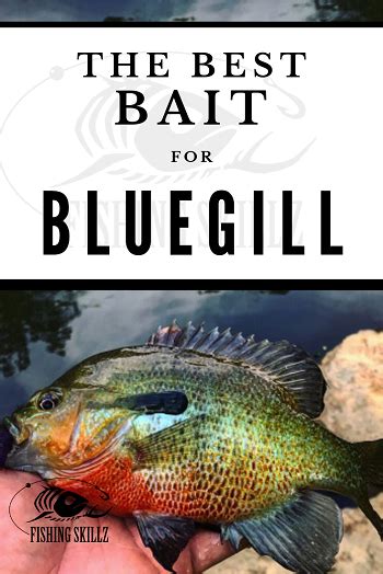 How To Catch Bluegill Ultimate Guide To Bluegill Fishing Tips