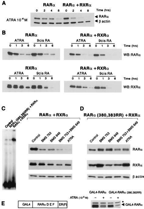 Retinoic Acid Induces Proteasome Dependent Degradation Of Retinoic Acid