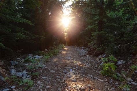 Premium Photo | Hiking trail in rain forest during sunny sunset