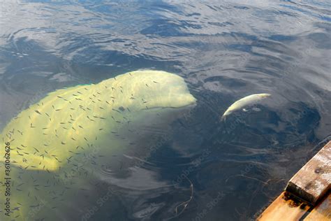 Underwater portrait of Beluga whale. White Sea, Republic of Karelia ...