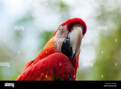 Macaws Are A Group Of New World Parrots That Are Long Tailed And Often