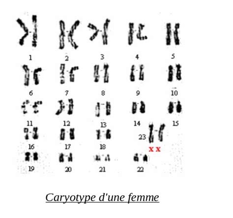 Chapitre Le Support De Linformation H R Ditaire Svt Jules Michelet