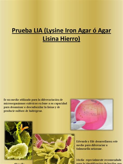 Prueba Lia Lysine Iron Agar Ó Agar Pdf Sustancias Químicas