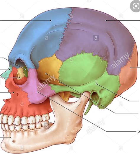 Anatomy Of The Newborn Cranial Sutures And Lateral And Off