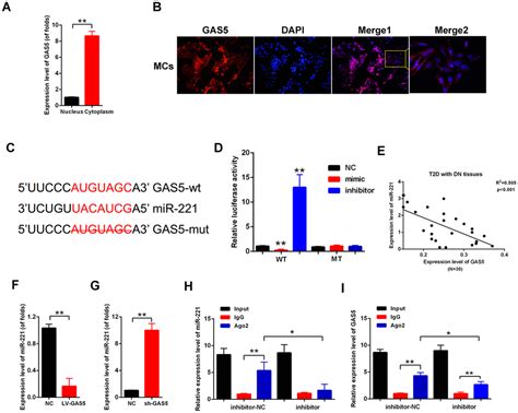 Long Noncoding Rna Gas Inhibits Cell Proliferation And Fibrosis In