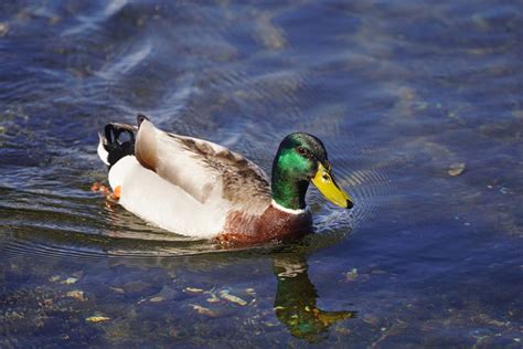 Duck Mallard Beak - Free photo on Pixabay