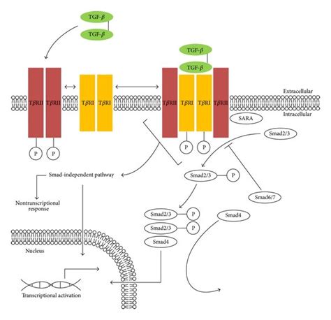 Tgf β Associated Intracellular Canonical And Noncanonical Signaling Download Scientific Diagram