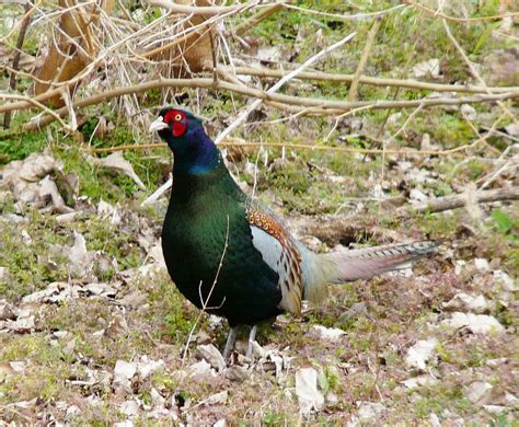 Green Pheasant: The National Animal of Japan