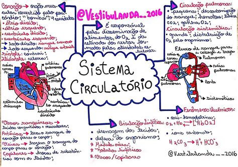 Mapa Mental Do Sistema Circulat Rio Yalearn