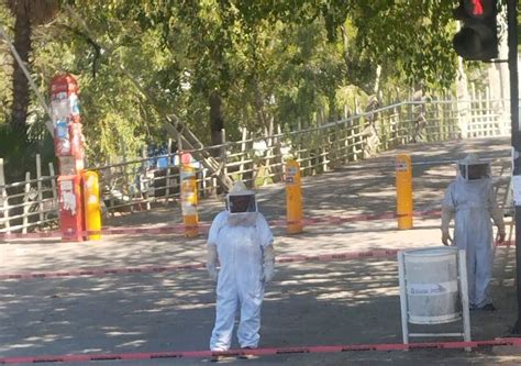 Cierran puente Bimodal por presencia de panal de abejas en Culiacán