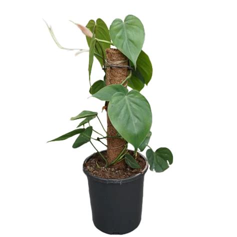 Philodendron Heart Leaf Cm Garden World Nursery