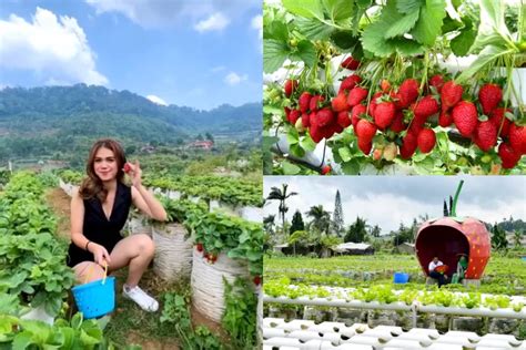 Modal Rp Ribu Bisa Nyobain Wisata Petik Strawberry Di Puncak Bogor