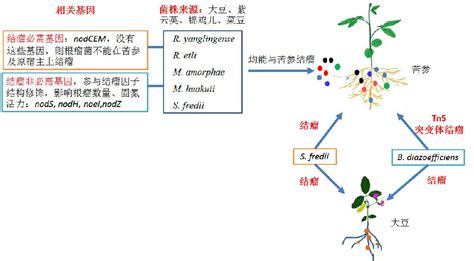 科学网—根瘤菌与豆科植物的共生关系专一性和混杂性机理新进展 陈文峰的博文