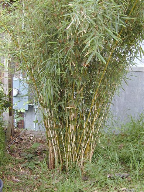 Phyllostachys Aurea Golden Bamboo Fishpole Bamboo Phaj Bamboo