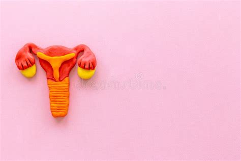 Female Uterus And Ovaries With Fallopian Tubes Health Reproductive