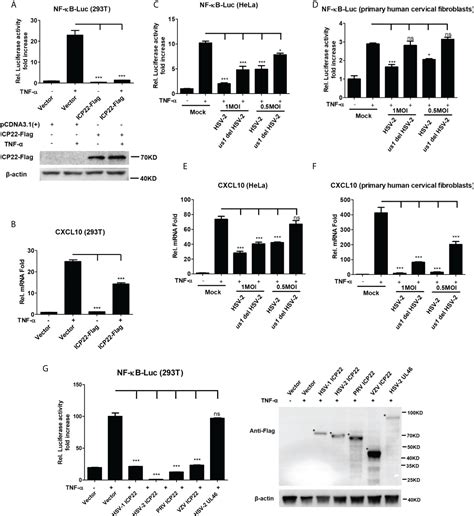 Frontiers Herpes Simplex Virus Type 2 Inhibits Tnf α Induced Nf κb