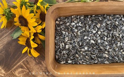 How To Grow Harvest And Roast Edible Sunflower Seeds Growing In The