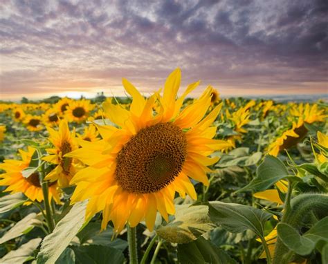 Premium Photo Sunset Over Sunflower Field Kuban Russia