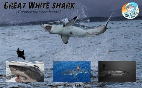 Great White Shark Poster. Check out this amazing shark. For more ...