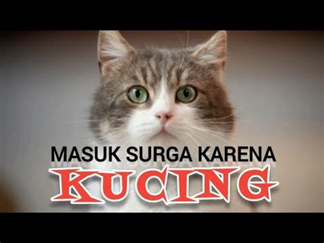 Cat Lovers Wajib Tahu Kisah Nyata Wali Masuk Surga Karena Seekor