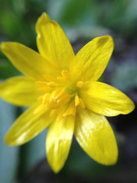 Macro Flowers Macro Susanne Nilsson Flickr