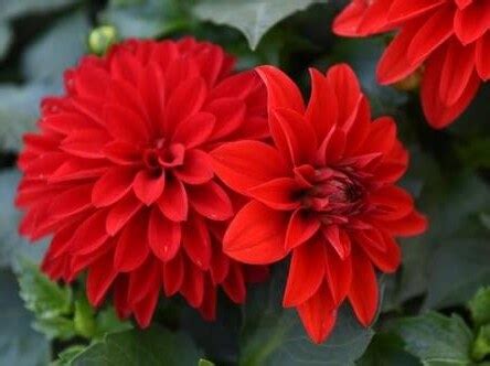 Dahlinova Hypnotica Red Campbell S Nursery