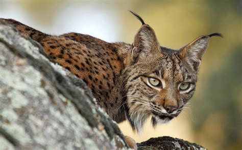 Lince Ibérico Vai Ser Reintroduzido Em Penamacor