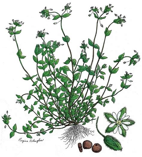 Chickweed Herb Overview Uses Side Effects Precautions Interactions