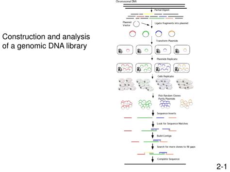 Ppt Construction And Analysis Of A Genomic Dna Library Powerpoint