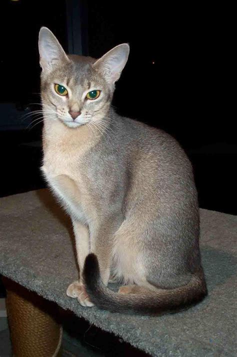 Blue Abyssinian Cat Breed Profile, Care, Traits, Facts - Mammal Age