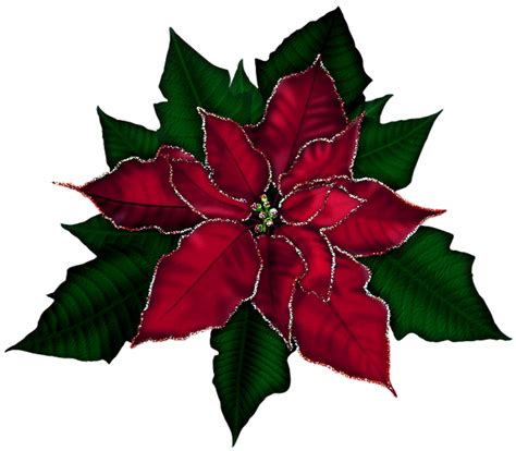 Poinsettia Christmas Clip art - Poinsettia Cliparts png download - 913* ...