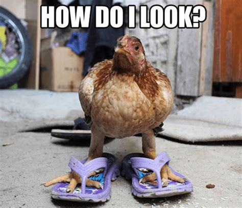 17 Chicken Memes That Will Put A Big Smile On Your Face Funny Chicken